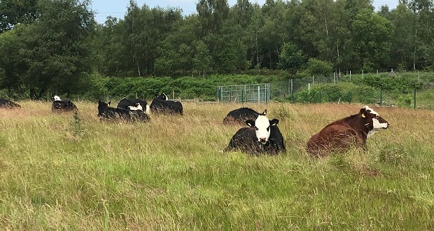Cattle set to return to Cannock Chase for major conservation project