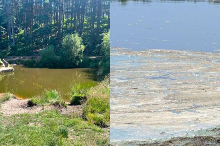 Blue-green algae warning at Chasewater and Cannock Chase
