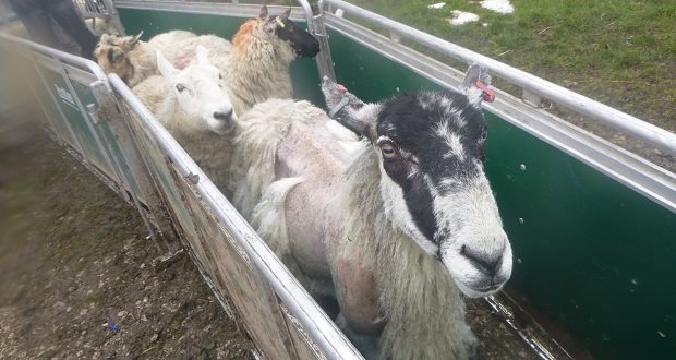 Staffordshire farmers admit animal cruelty