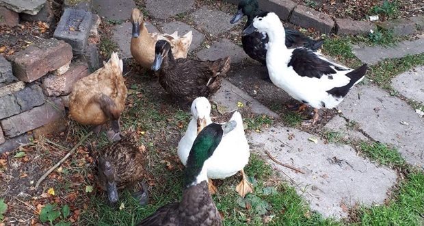 Birdkeepers urged to be vigilant following confirmed case of bird flu