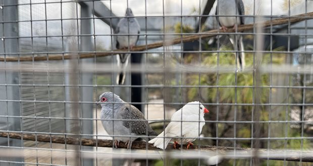 Poultry owners in Staffordshire ordered to keep birds indoors to prevent spread of bird flu