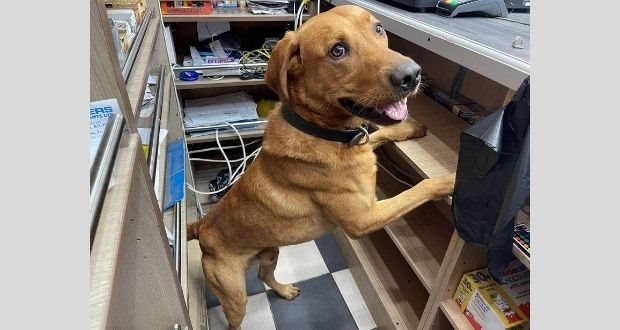 Search Dog Leads Trading Standards to Stashes of Illegal Tobacco