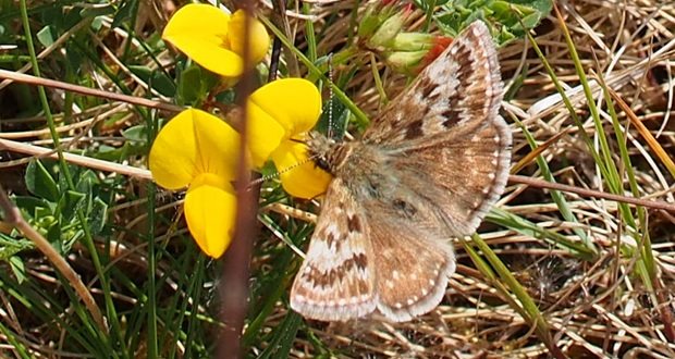 Habitat work boosts rare butterfly numbers at Cannock Chase