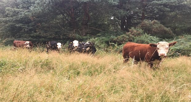 Cannock Chase conservation project ready to begin