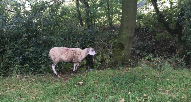 Farmer Sentenced for Animal Neglect