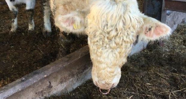 Farmer fined for failing to comply with livestock disease control measures