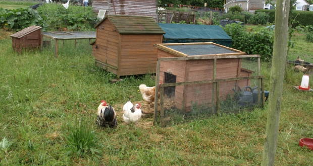 Bird Keepers Urged to be Vigilant to Help Reduce Risk of Bird Flu