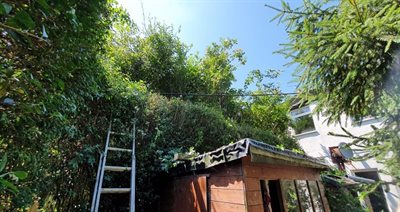 Rogue Trader hedge Newsroom