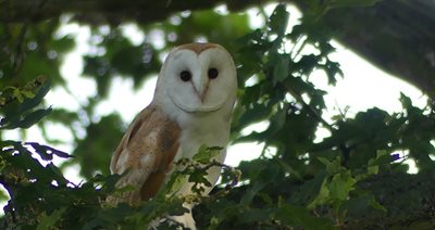 Tean Valley Meadow Nature Trust Newsroom