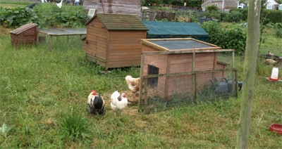 chickens nr