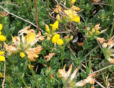 red tailed bumblebeeAMENDED