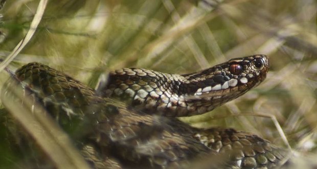 Help look after our endangered adders as they come out of hibernation