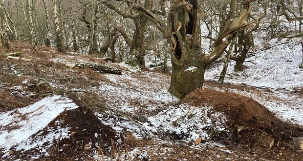 Tree felling to protect ancient oaks