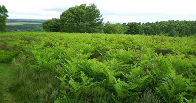 Cannock-Chase-Bracken-on-Broc-Hill-2007