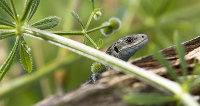 A common lizard in Cannock Chase. Photo by Kevin Clarke.