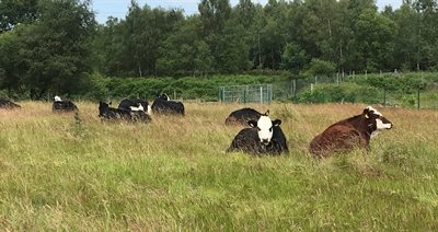 Conservation grazing at Cannock Chase NEWSROOM