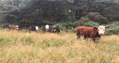 Moors Gorse cattle