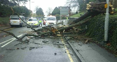Storm damage tree newsroom