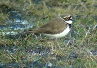 Image of a Little Ringed Plover