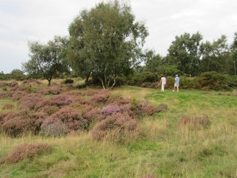 Two people walking over Cannock Chase