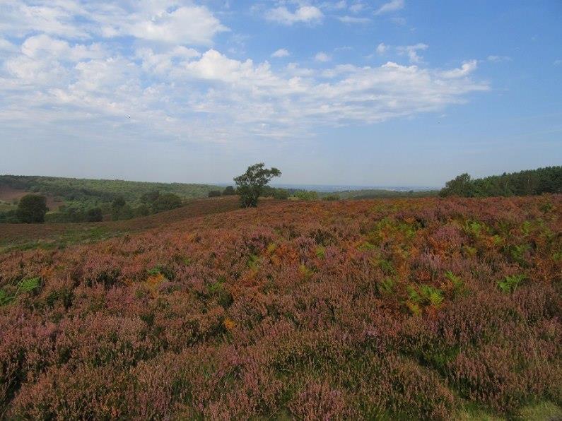 Heathland on Cannock Chase