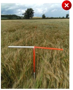 Ploughing - The crop should be removed immediately as its growth is obscuring the line and width of the path. The path has now become impassable