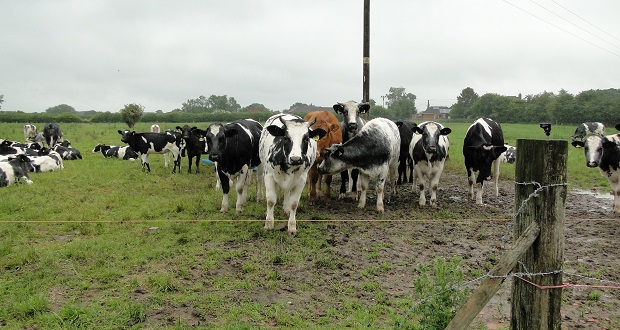 Suspended jail sentences for Staffordshire farmers
