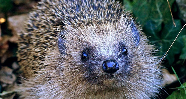 Image for Help keep wildlife safe during Bonfire Night celebrations