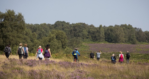 Explore six new walking routes in Cannock Chase and accessible trails