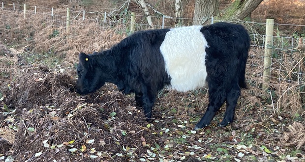 Image for Conservation cattle deliver lasting benefits at Cannock Chase
