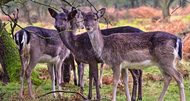 The price of feeding deer is dear, warns countryside officers