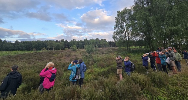 Image for Discover Cannock Chase's winter birds on guided walks