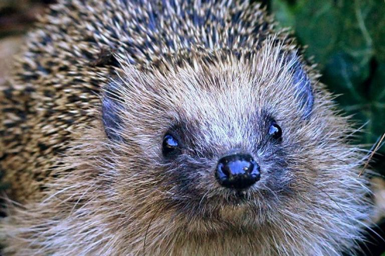 British Hedgehog Preservation Society newsroom