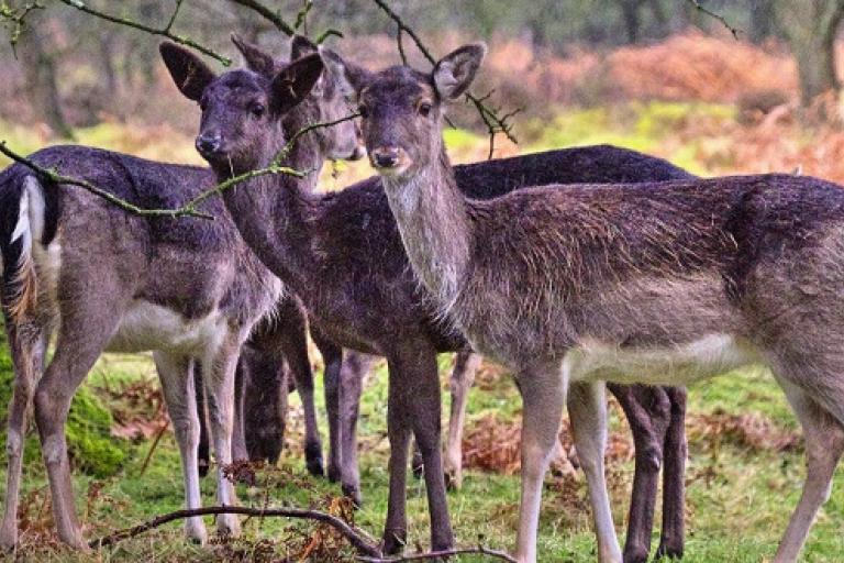 Deer - John Kraujalis NEWSROOM