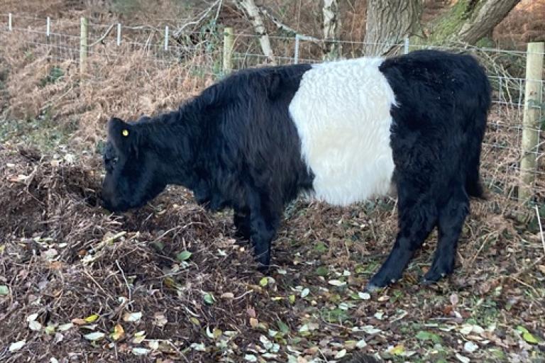 Conservation Cattle NEWSROOM
