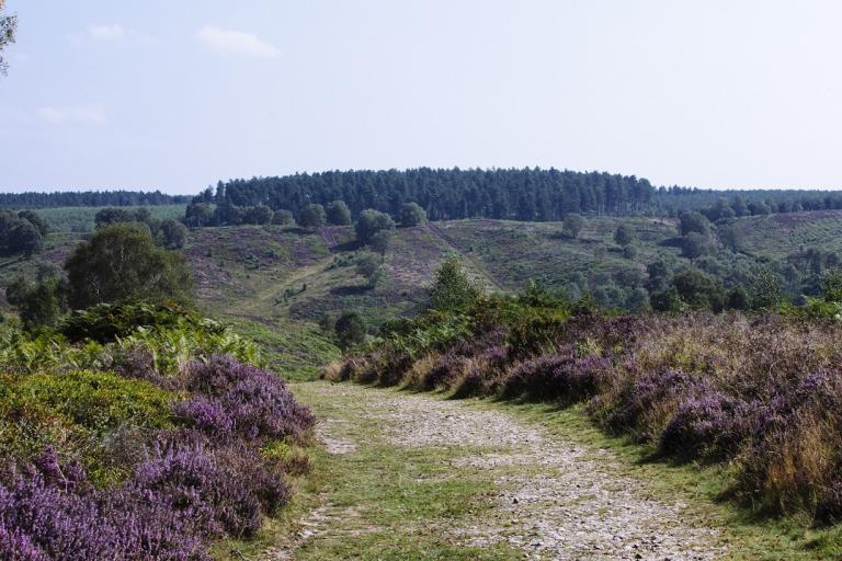 A photo of heathland at Cannock Chase Country Park.