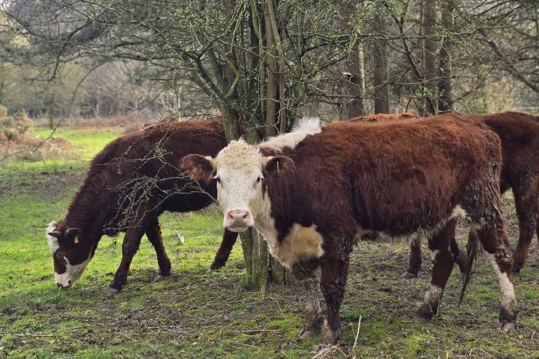 Three brown and white cattle grazing in a grassy and wooded area, with one looking straight into the camera.