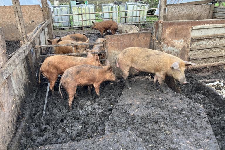 pigs found at Alder Carr Farm