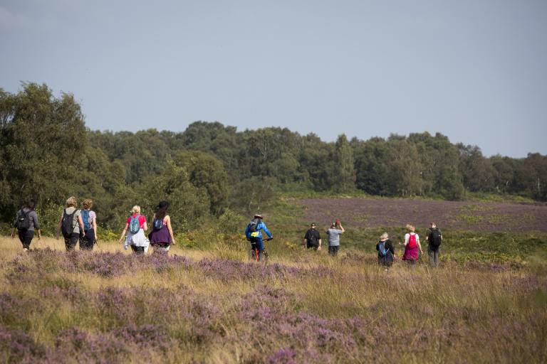 groups of people, in hiking gear, walking through the sunny Cannock Chase National Landscape.