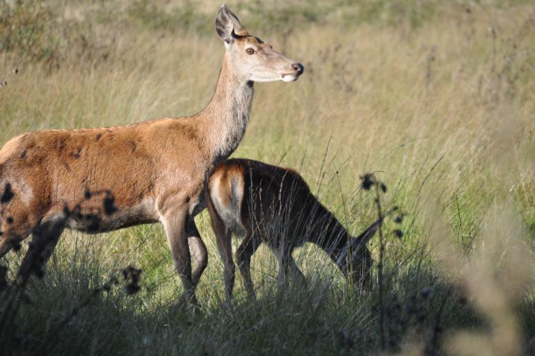 A mother deer and her fawn on the grass at Chasewater Country Park