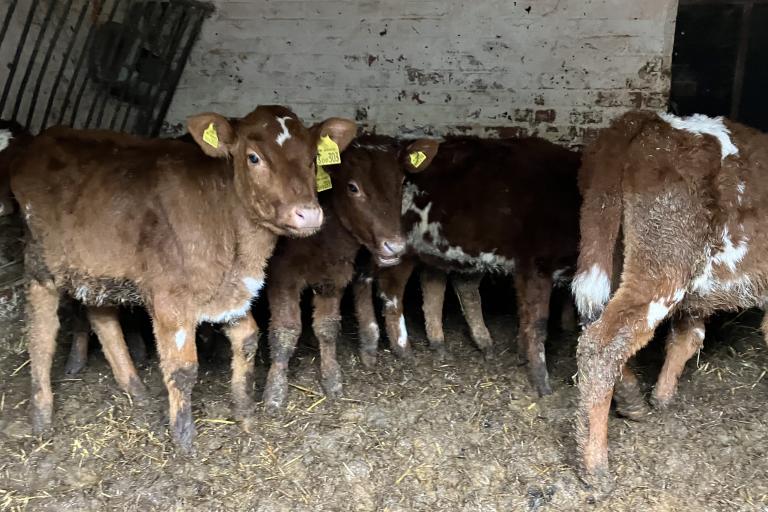 Neglected cattle found by officers at Ms Bennett's farm