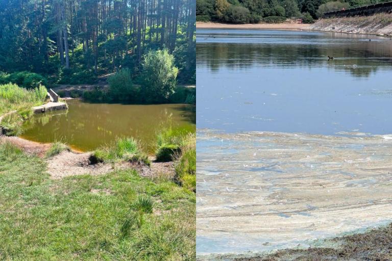 A side-by-side image showing blue-green algae at Cannock Chase Country Park and Chasewater Country Park.
