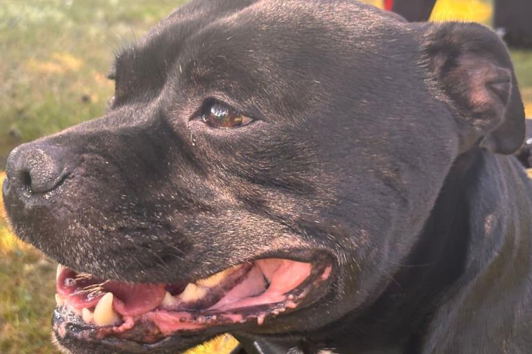 An image zoomed in on the face of a black Staffordshire Bull Terrier.