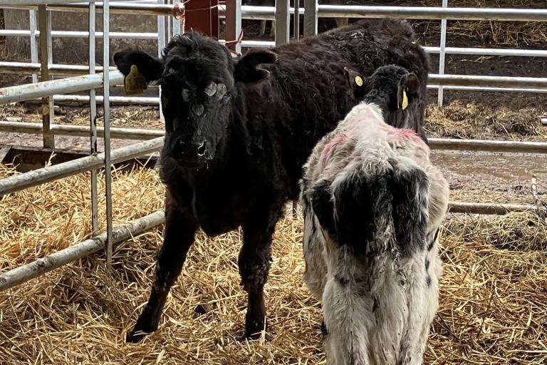 Neglected cows in a pen