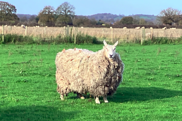 Unsheared sheep in field, with more sheep behind 