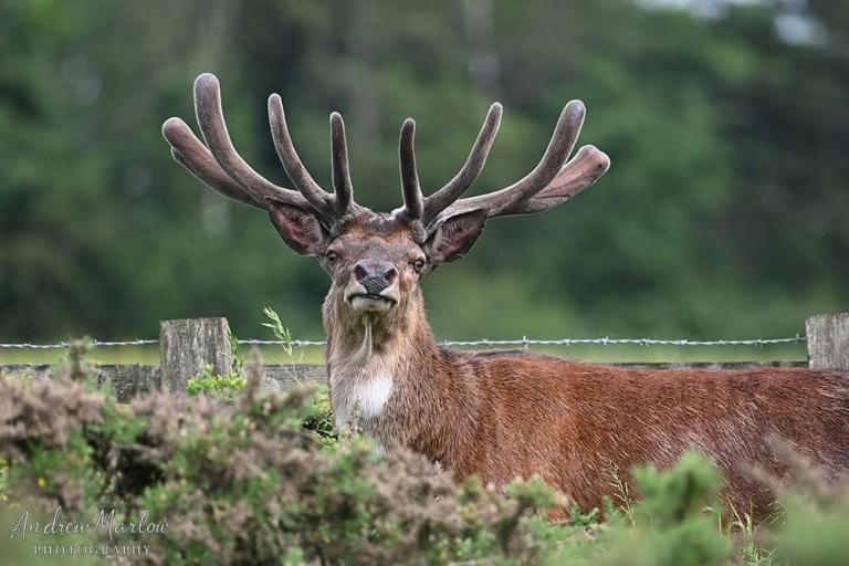 A picture of a majestic stag complete with large set of antlers, staring out over woodland.