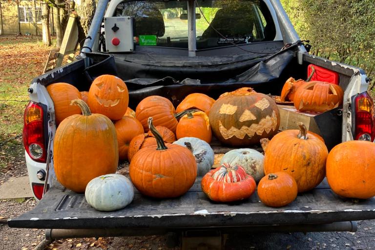 Pumpkins in the back of a truck