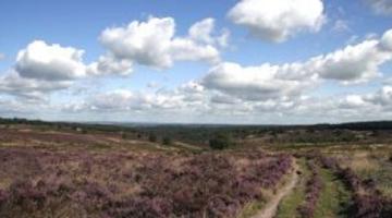 Cannock-Chase-heathland-newsroom-300x160-02