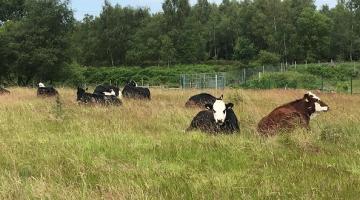 Conservation grazing at Cannock Chase NEWSROOM