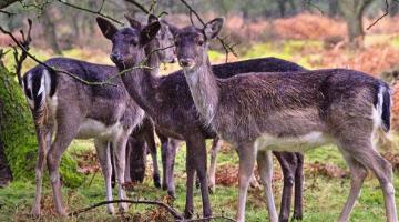 Deer - John Kraujalis NEWSROOM